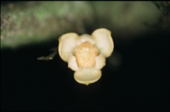 Unonopsis asterantha