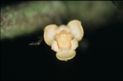 Unonopsis asterantha