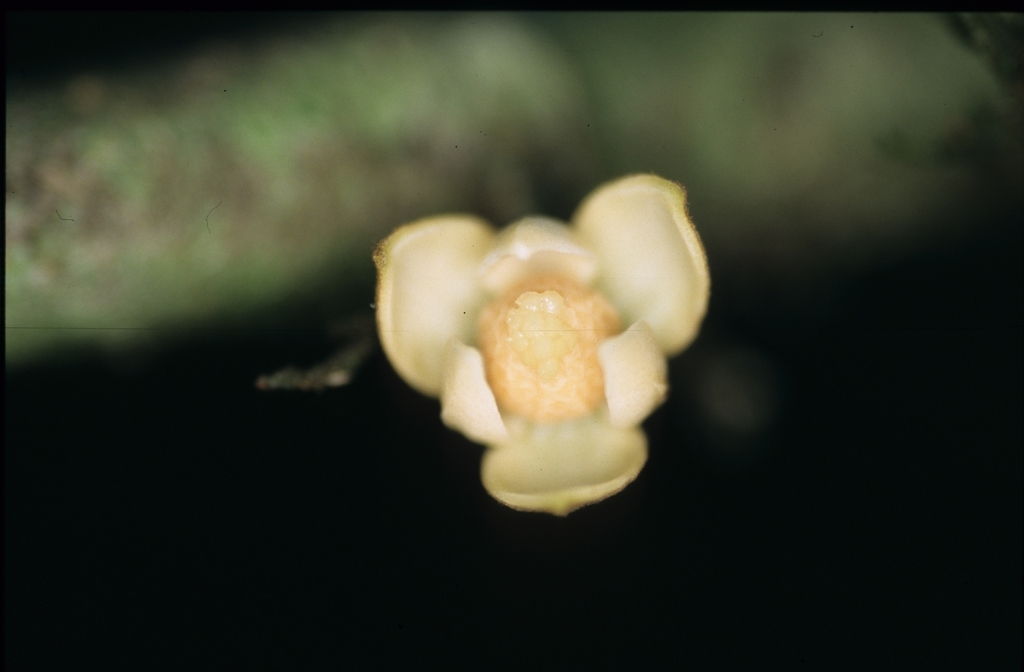 Unonopsis asterantha