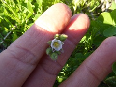 Spergularia macrotheca