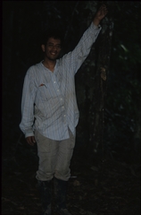 Duguetia flagellaris