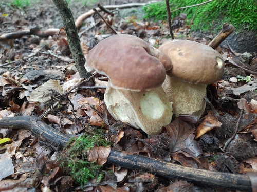 Boletus reticulatus — (c) Patrick Bayan, some rights reserved (CC BY)