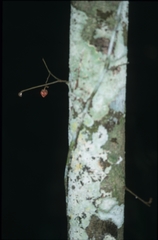 Duguetia flagellaris