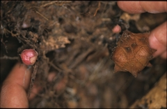 Duguetia flagellaris