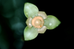 Unonopsis asterantha