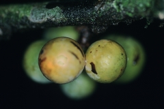 Unonopsis asterantha