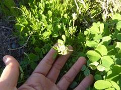 Spergularia macrotheca