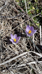 Crocus vernus