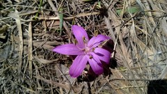 Colchicum bulbocodium