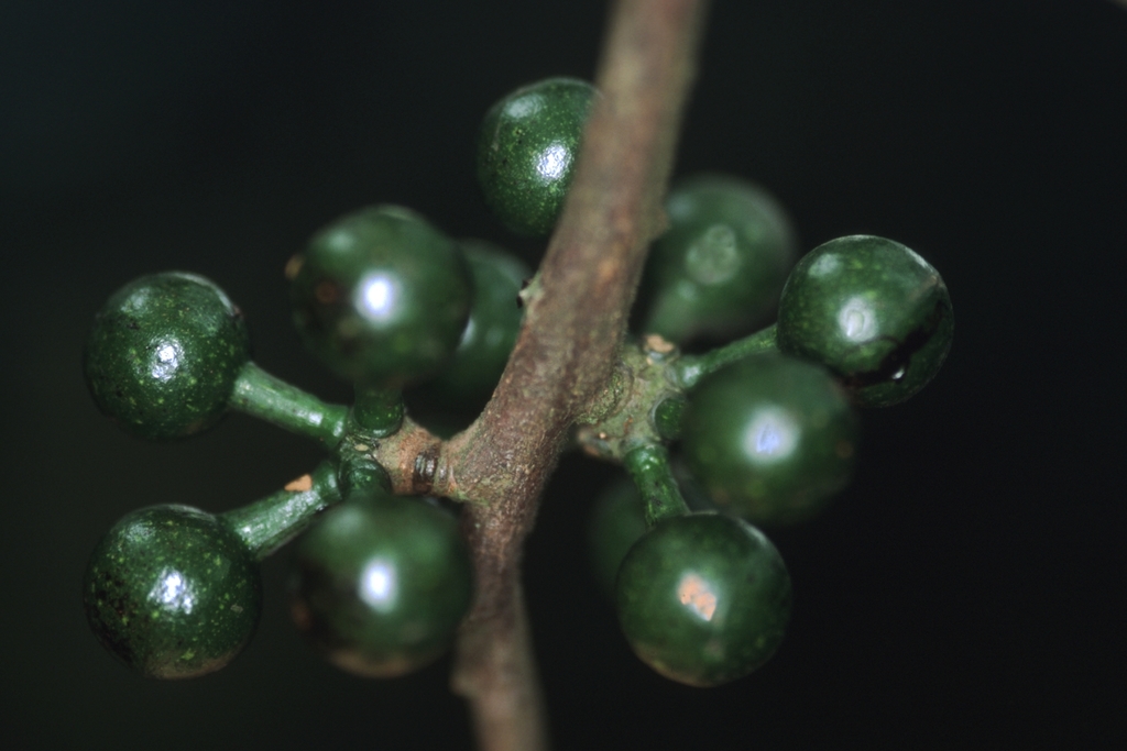 Pseudoxandra angustifolia