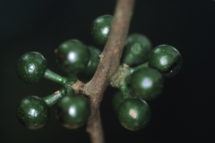 Pseudoxandra angustifolia
