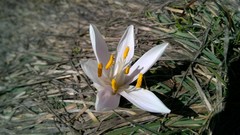 Colchicum bulbocodium