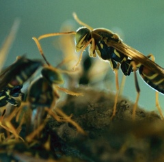 Polistes oculatus