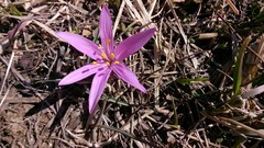 Colchicum bulbocodium