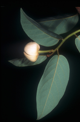 Annona scandens