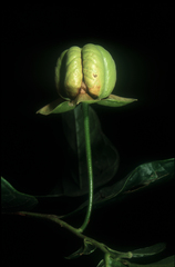 Cymbopetalum longipes