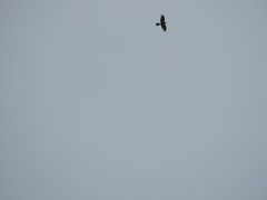 Accipiter nisus granti