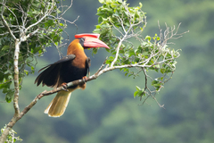 Rufous Hornbill photo 3