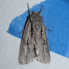 Acronicta texana