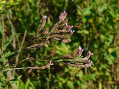 Brazilian Verbena (Verbena brasiliensis)