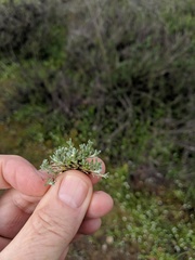 Stylocline gnaphaloides