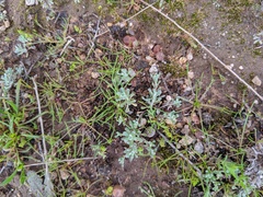 Stylocline gnaphaloides