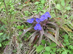Tradescantia subacaulis
