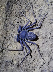 Phrynus whitei
