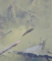 Ambystoma opacum
