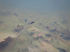 Ambystoma opacum
