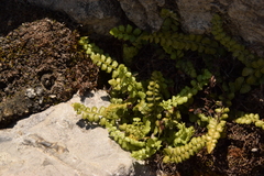 Asplenium viride image
