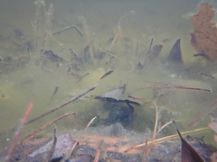 Ambystoma opacum