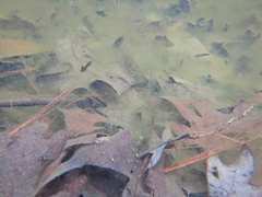 Ambystoma opacum