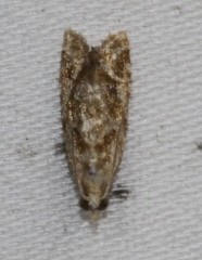 Euphona euphona