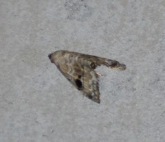 Abablemma duomaculata