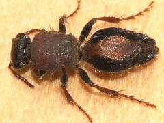 Ephutomorpha maculata