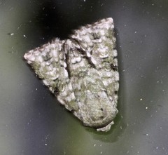 Acronicta psorallina