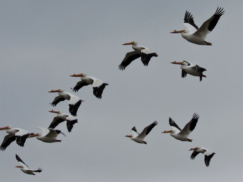 American White Pelican photographed in Kansas