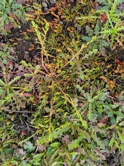 Calandrinia menziesii