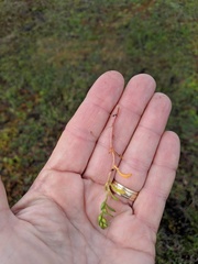 Calandrinia menziesii