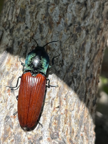 Chalcolepidius rubripennis