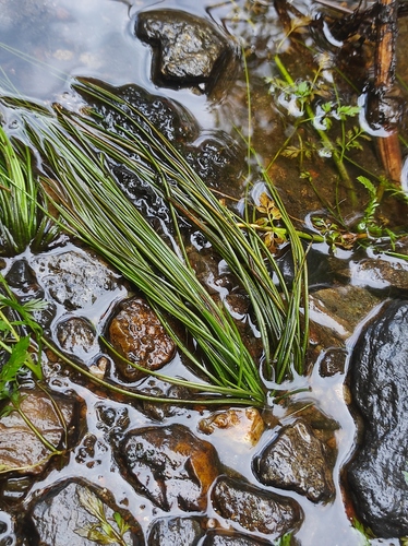 River Quillwort (Isoetes fluitans)