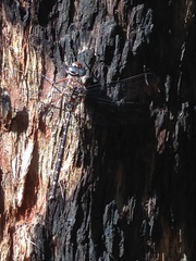 Austroaeschna multipunctata