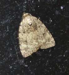 Tolpia conscitulana