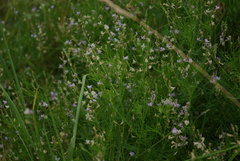 Astragalus austriacus