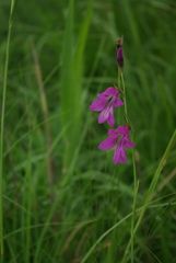 Gladiolus palustris