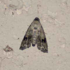 Abablemma duomaculata