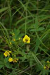 Linum flavum