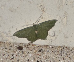 Chloropteryx nordicaria