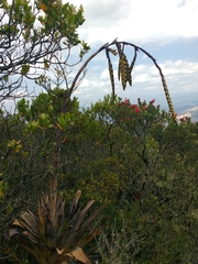 Tillandsia clavigera